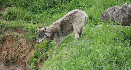 Adu VdA per giunta Fosson lupo assume funzione migrante per Salvini Adu VdA per giunta Fosson lupo assume funzione migrante per Salvini
