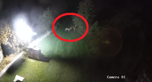 VIDEO DI MAMMA CERVA VIDEO DI MAMMA CERVA