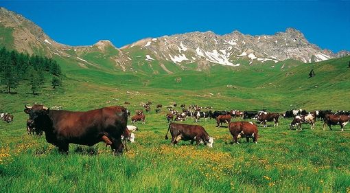 Con Natura 2000 la Petite Patrie difende la montagna partendo dai pascoli Con Natura 2000 la Petite Patrie difende la montagna partendo dai pascoli