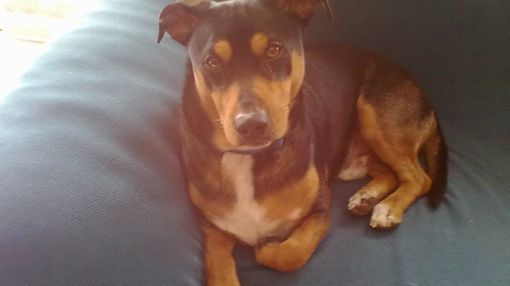 Balto è scomparso a Saint-Marcel Balto è scomparso a Saint-Marcel