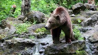 Orso abbattuto a Yellowstone, aveva imparato a rubare cibo a campeggiatori Orso abbattuto a Yellowstone, aveva imparato a rubare cibo a campeggiatori