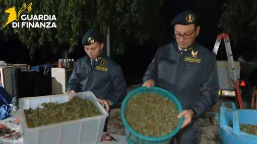 Scoperta “fabbrica della droga” a Napoli, sequestrata una tonnellata di cannabis Scoperta “fabbrica della droga” a Napoli, sequestrata una tonnellata di cannabis