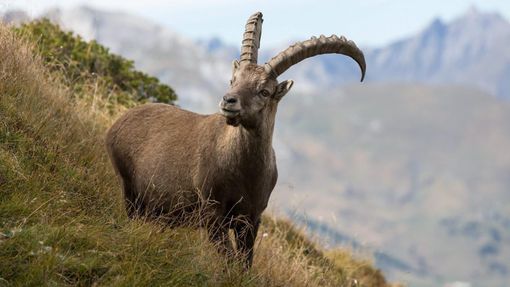 Approvato il Piano faunistico 2025-2030, tra sì convinti, astenuti perplessi e contrari netti