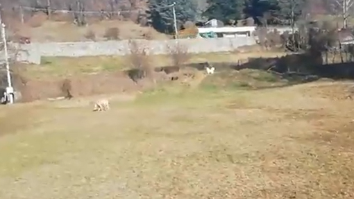 Canile-gattile valdostano, vergogna pubblica: tra umiliazioni, silenzi e animali dimenticati