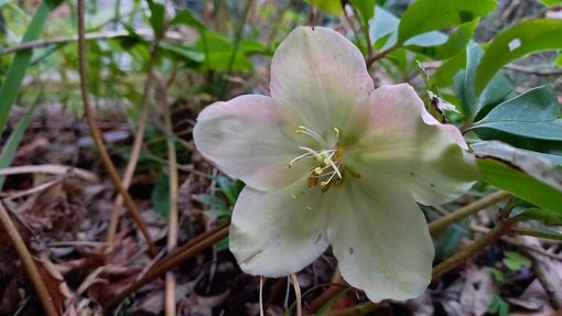 Helleborus Niger – Rosa di Natale- (Ph. Mauro Carlesso) Helleborus Niger – Rosa di Natale- (Ph. Mauro Carlesso)
