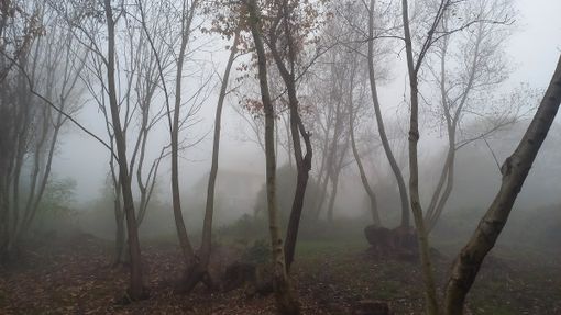 Suggestione (ph. M. Carlesso)