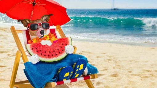 Estate con gli amici animali, prevenzione e attenzione per proteggerli dal calore