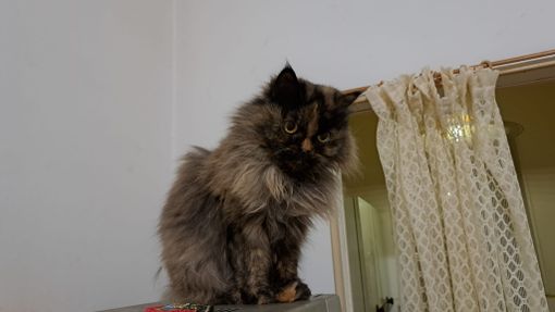 Siria e Junior cercano adottanti amorevoli e responsabili