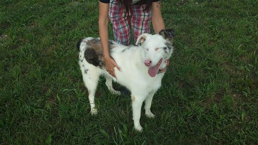 ENVIRONNEMENT: Atlas du Mont-Blanc présenté au public