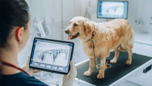 Veterinario di base e bonus animali, un aiuto per i proprietari over 65 Veterinario di base e bonus animali, un aiuto per i proprietari over 65