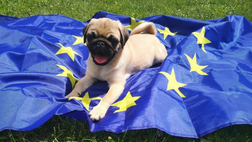 Benessere degli animali, i cittadini chiedono un Commissario Ue e più tutele