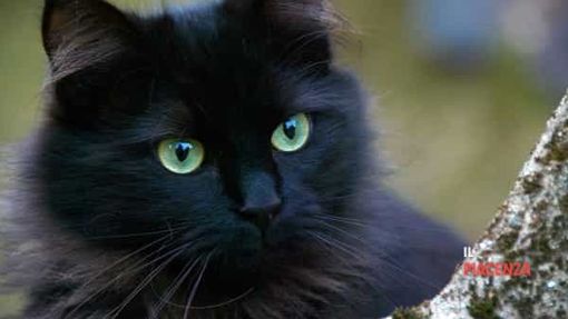 Oggi è il Gatto Nero Day Oggi è il Gatto Nero Day