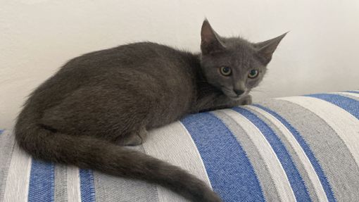 GREY simil certosino di soli tre mesi su Genova Spezia Savona Posta in arrivo GREY simil certosino di soli tre mesi su Genova Spezia Savona Posta in arrivo