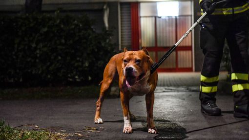Attacco dei pitbull: la sicurezza dei proprietari passa dalla responsabilità nel controllo degli animali Attacco dei pitbull: la sicurezza dei proprietari passa dalla responsabilità nel controllo degli animali