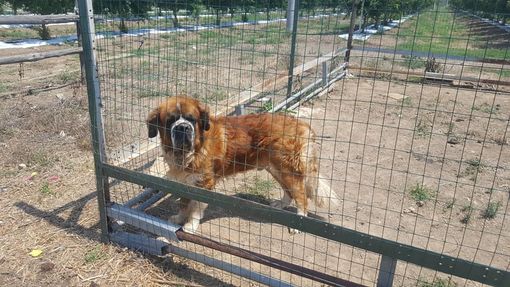 Stupendo sanbernardo maschio cerca famiglia amorevole
