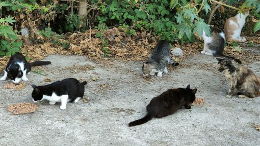 Gestione dei gatti del territorio e delle colonie feline Gestione dei gatti del territorio e delle colonie feline