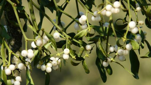 Festa del Vischio: La XXII Edizione allieta Saint-Denis il 8 dicembre