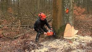 Al via il concorso per assumere due operatori boschivi: la selezione avverrà per titoli ed esami