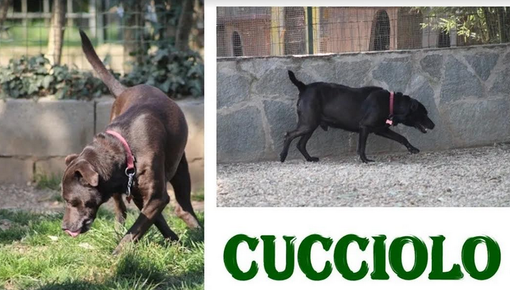 Quattro zampe piemontesi in cerca di focolare amorevole Quattro zampe piemontesi in cerca di focolare amorevole