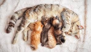 foto repertorio foto repertorio