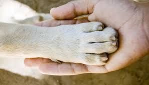 Nuove regole per cani e gatti, la Regione chiama i proprietari alla responsabilità