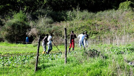 Fattoria sociale 8foto repertorio) Fattoria sociale 8foto repertorio)