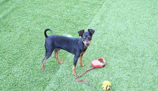 Charlie vittima della violenza di un pitbul e dell'incapaci del proprietaro di gestirlo Charlie vittima della violenza di un pitbul e dell'incapaci del proprietaro di gestirlo