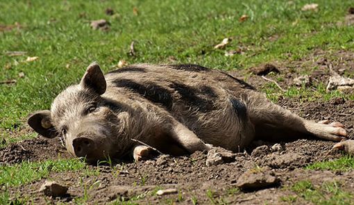 RILEVATA IN VALLE D’AOSTA LA PRESENZA  DI TRICHINELLA NEI CINGHIALI