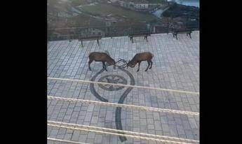 Barrea, cervi combattono in pieno centro: il video diventa virale Barrea, cervi combattono in pieno centro: il video diventa virale