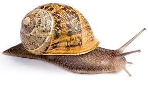 Sardegna e Valle d'Aosta,lepre e lumaca nella lotta al virus