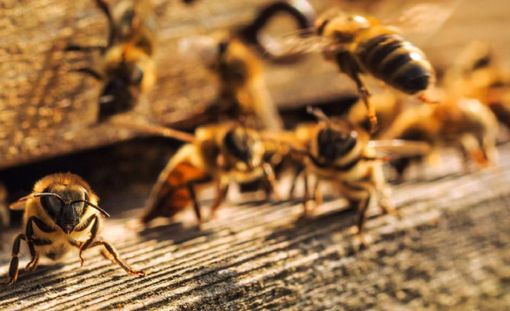 Le api sono in pericolo: senza di loro, il nostro futuro è a rischio