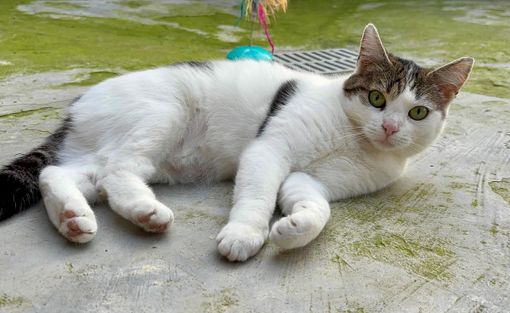 Cani e gatti in cerca di affetto Cani e gatti in cerca di affetto