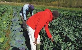 Aziende agricole in difficoltà per mancanza di braccianti dal Marocco Aziende agricole in difficoltà per mancanza di braccianti dal Marocco