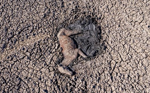 La Terra non si sta riscaldando: sta bruciando.