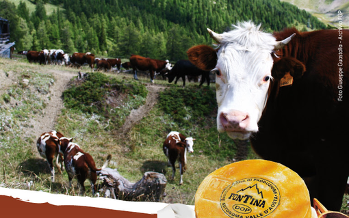 La Fontina penalizzata da etichetta a semaforo e dazi