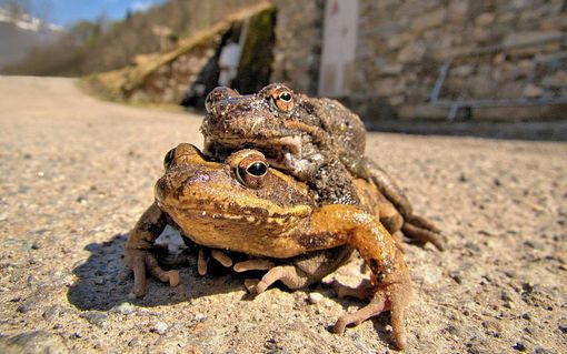 La Notte degli Gnomi per il recupero e il salvataggio di rospi