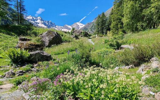 Paradisia in festa: 70 anni tra scienza, musica e fiori Paradisia in festa: 70 anni tra scienza, musica e fiori