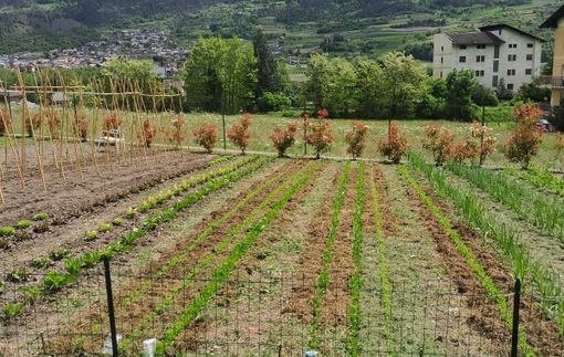 “Orti-Amo” verdura fresca a kilometro zero contro lo spreco, per la solidarietà “Orti-Amo” verdura fresca a kilometro zero contro lo spreco, per la solidarietà