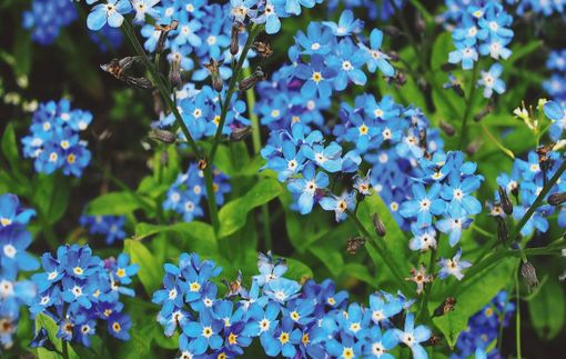 La Saga della Stamberga La Saga della Stamberga