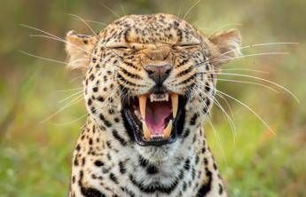 Dalle zebre di Orbán ai leopardi per Trump: leader mondiali e bizzarri zoo privati