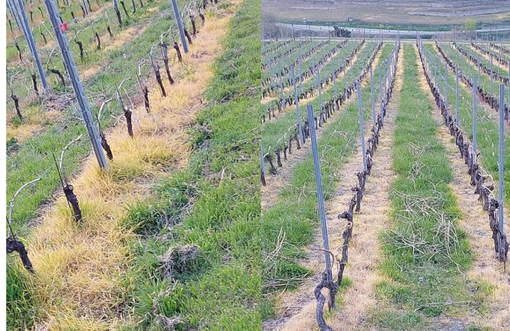 Glifosato: Carrel non parla, il Consiglio tace. E intanto la Valle si ingiallisce Glifosato: Carrel non parla, il Consiglio tace. E intanto la Valle si ingiallisce