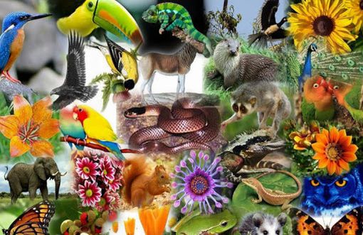 22 Maggio: Giornata Internazionale della Biodiversità 22 Maggio: Giornata Internazionale della Biodiversità
