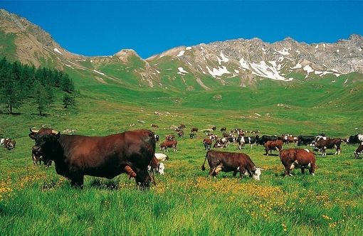 Contributi a fondo perduto per l'agricoltura valdostana: bando aperto fino a marzo 2026