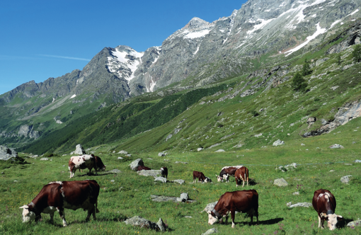 Definiti i criteri per gli interventi da finanziare con il Fondo per lo sviluppo delle montagne italiane Definiti i criteri per gli interventi da finanziare con il Fondo per lo sviluppo delle montagne italiane