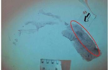 Caso Garlasco, consulenti divisi: certezze e dubbi sull'impronta 33 Caso Garlasco, consulenti divisi: certezze e dubbi sull'impronta 33