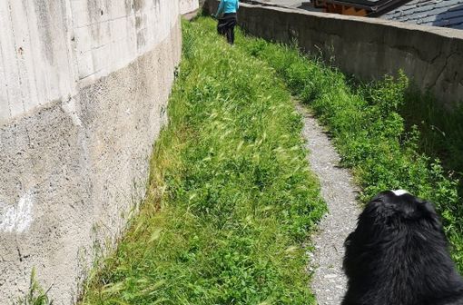 Un sentiero da risistemare nel territorio di Aosta Un sentiero da risistemare nel territorio di Aosta