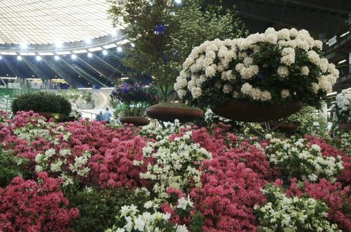 Vivi la magia di Euroflora con 50&amp;Più Valle d'Aosta: Un viaggio imperdibile tra fiori e bellezza!