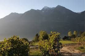 VITICOLTURA: In Valle d’Aosta il 65% produzione dei vini è autoctona