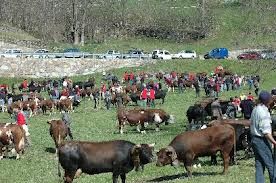 ZOOTECNIA: Concorsi, in arrivo i pagamenti degli incentivi agli allevatori valdostani