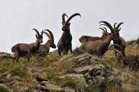 In un quarto di secolo raddoppiati gli stambecchi in Valle In un quarto di secolo raddoppiati gli stambecchi in Valle